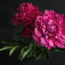 beforetheflowers avatar