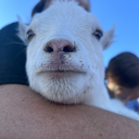 befuddledbeetles avatar