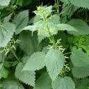 befuddlednettle avatar