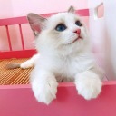 beginagainbetter avatar