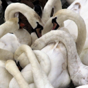 beginningofdevotion avatar