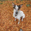 behaviornerdwithahat avatar