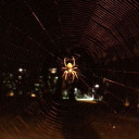 behind-darkdoors avatar