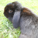 behindthebunny avatar