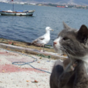 behindthesesmilingeyes avatar