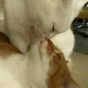 beijeiumestranho avatar