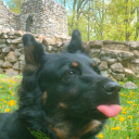 belapiedo-bee avatar