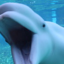 belaythatbeluga avatar