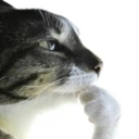 belbo-reblogs avatar