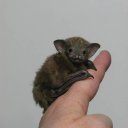 belfreybat avatar