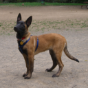 belgianmalinois avatar