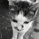 belikeawinner avatar