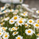 belimbingkuningg avatar