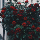 belkibirgunokurdiye avatar