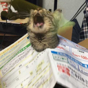 belkidelirdik avatar