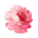 bella-cosa-blog avatar