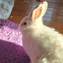 bella-the-fella avatar