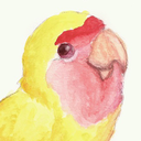 bellabirb avatar