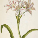 belladonnalilie avatar