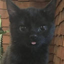 belladonnawitch avatar