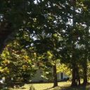 bellagreen-artmagic avatar