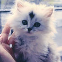 bellasmile911-blog avatar