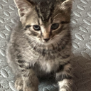 belle-heaulmiere avatar