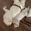 belle-n-shiro avatar