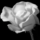 belleparfum-blog avatar