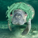 bellflower1212 avatar