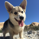 belljarthecorgi avatar