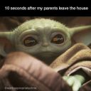 bellusperennis avatar