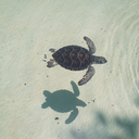 bellyofthesea avatar