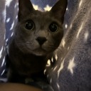 beloved-child-of-the-house avatar