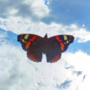 beloved-nature avatar