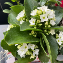 belovedbright avatar