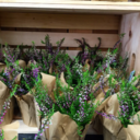 belovefreeindeed avatar