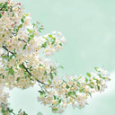 belownumberone avatar