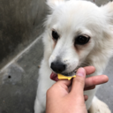 belugabubblekisses avatar