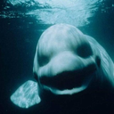 belugaville avatar