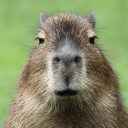 bemused-rodent avatar