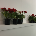 bemyikigaiforever avatar