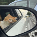 benbirazsendeyim avatar