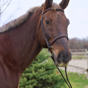 beneaththesaddle avatar