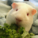 benedictcucumberpatchpig avatar