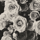 benedictmermaidbatch avatar