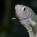 benedictthebetta avatar