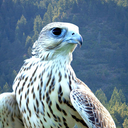 benevolent-falcon avatar