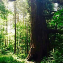 benevolent-hum avatar