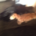 benevolent-poltergeist avatar